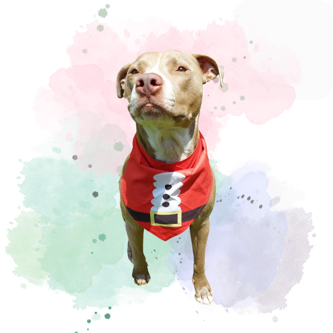 Christmas theme Santa outfit Pet Bandana