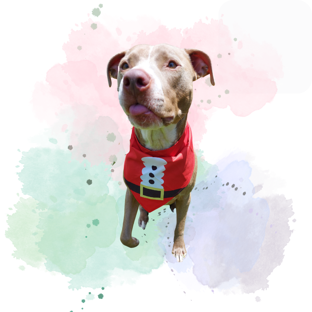 Christmas theme Santa outfit Pet Bandana